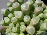 Fenestraria Baby Toes 4.jpg