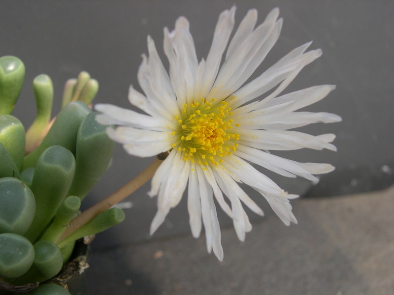 Fenestraria Baby Toes 5.jpg