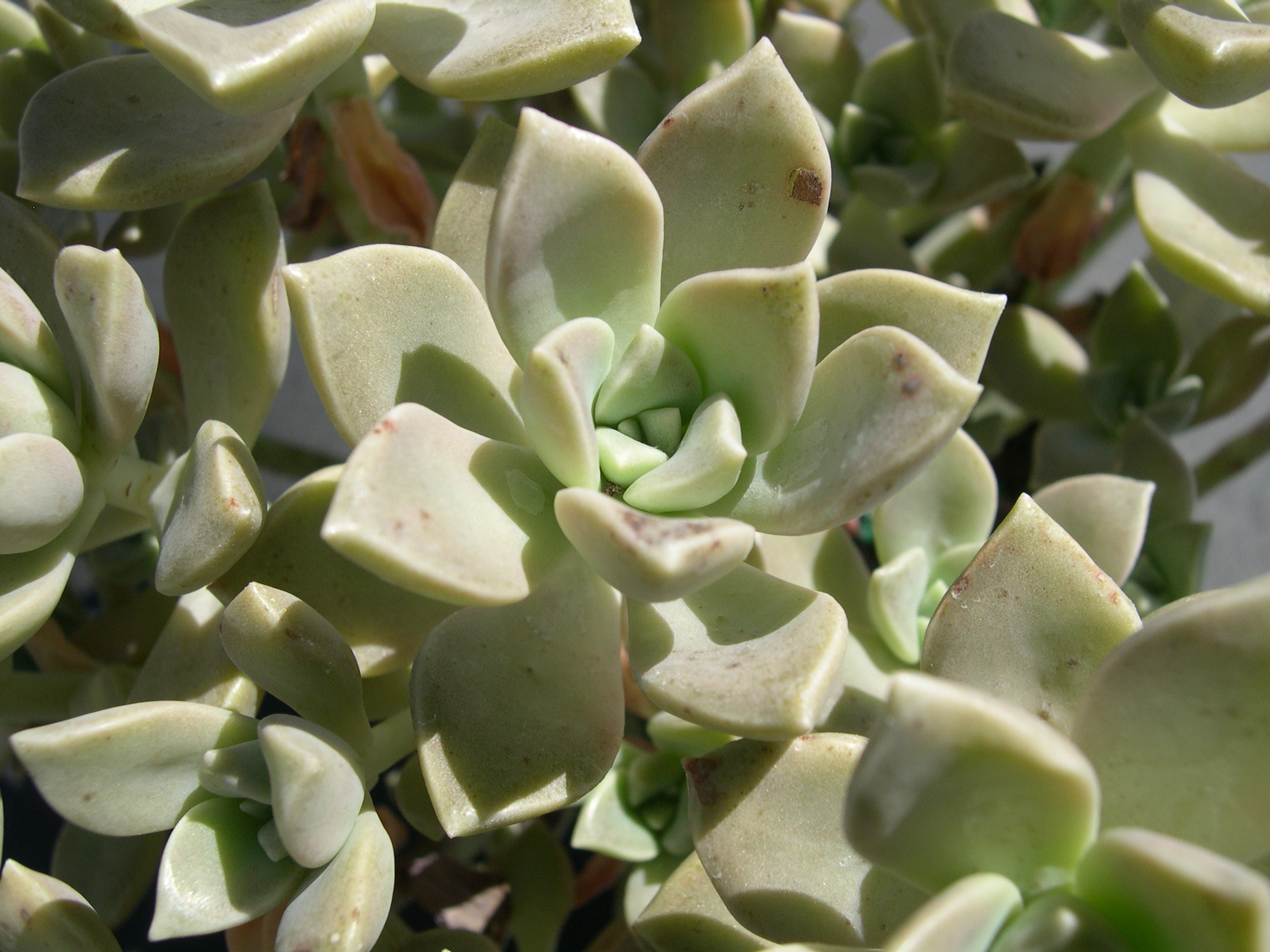 Graptopetalum paraguayense bernalense 1.jpg