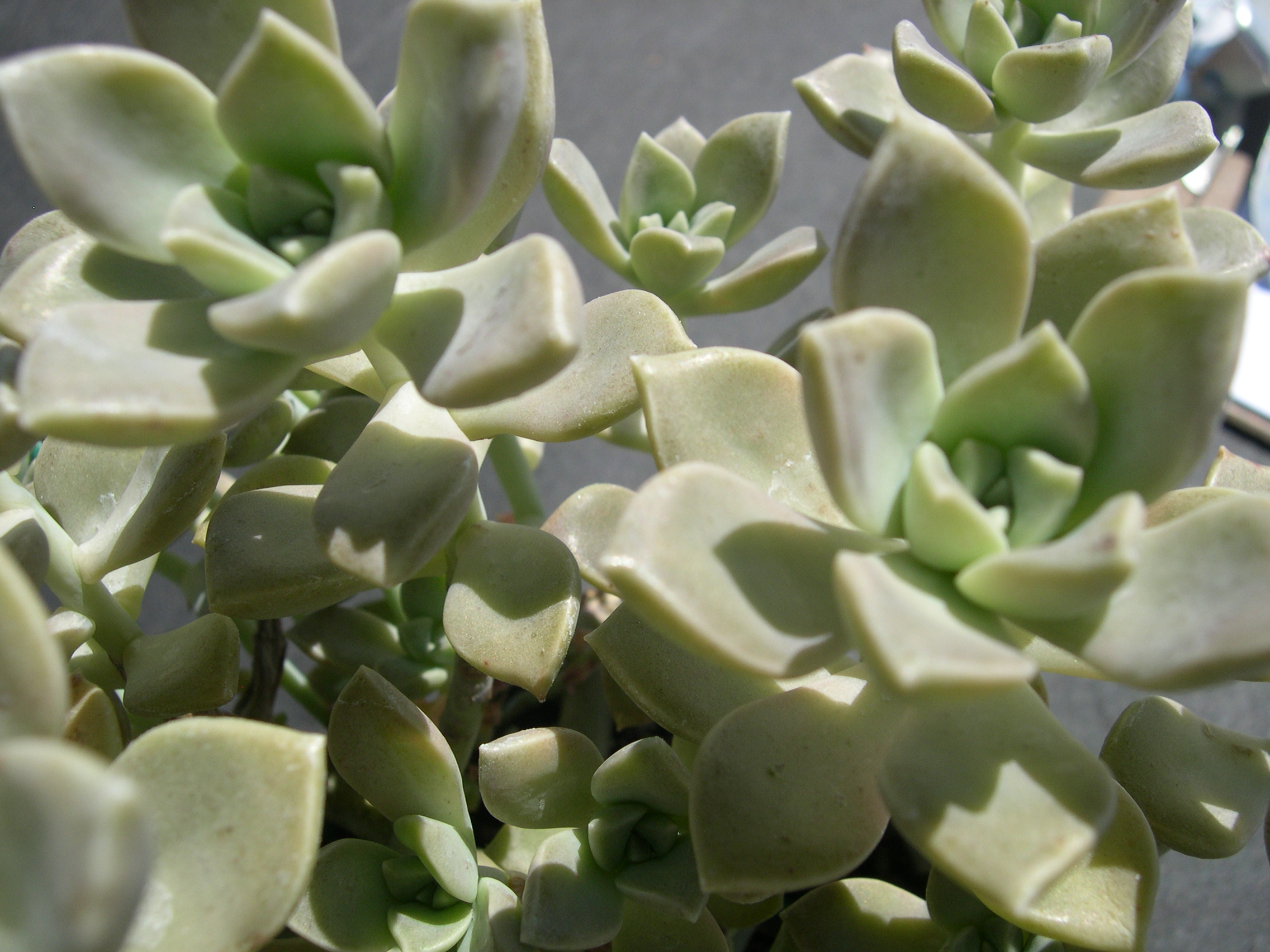 Graptopetalum paraguayense bernalense 2.jpg