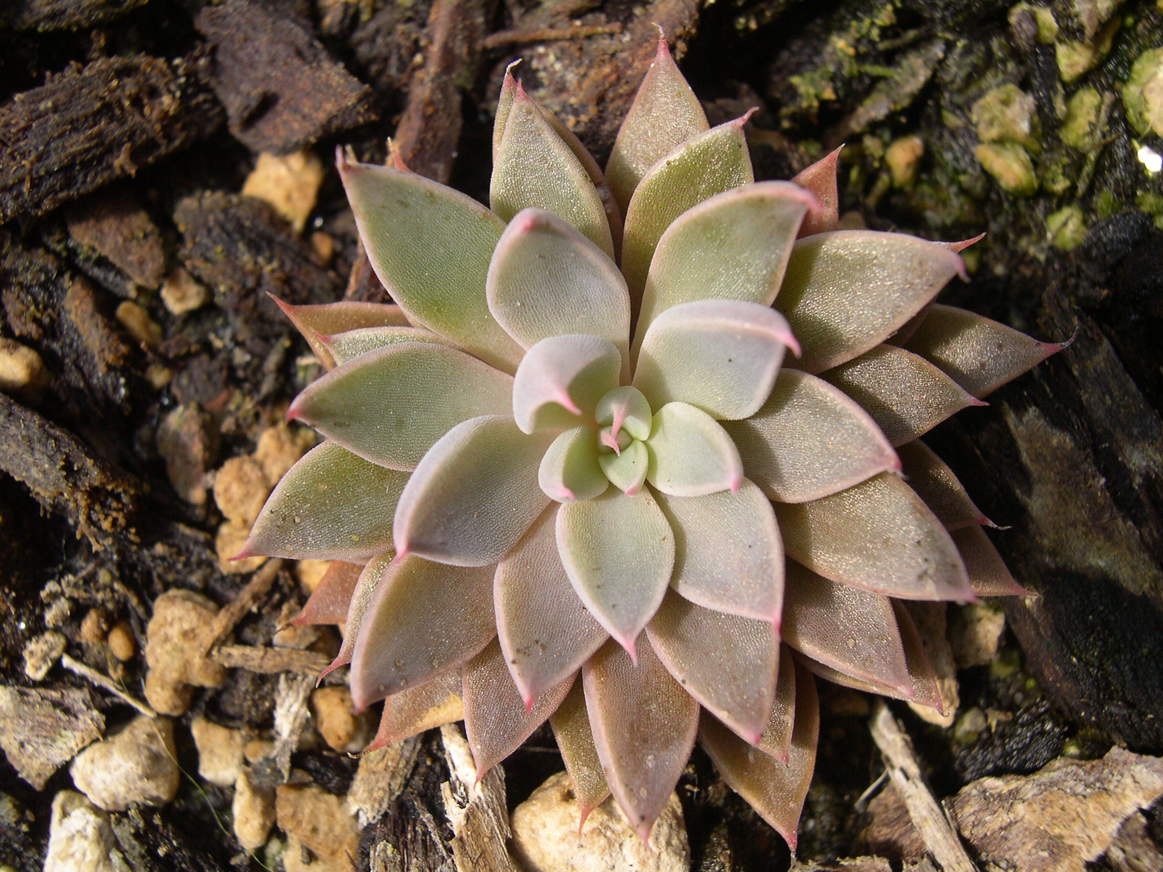 Graptopetalum rusbyi 1.jpg