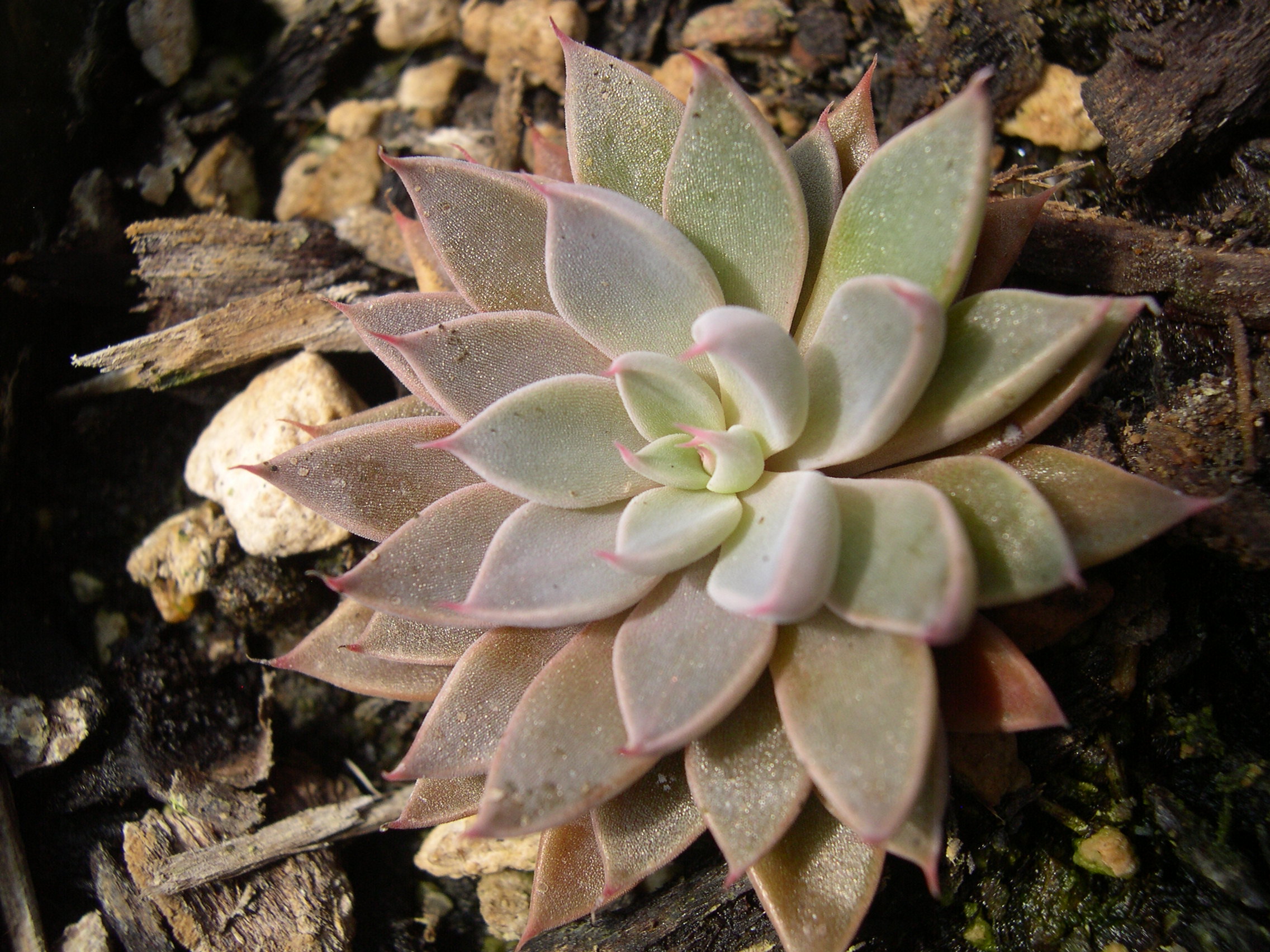 Graptopetalum rusbyi 2.jpg