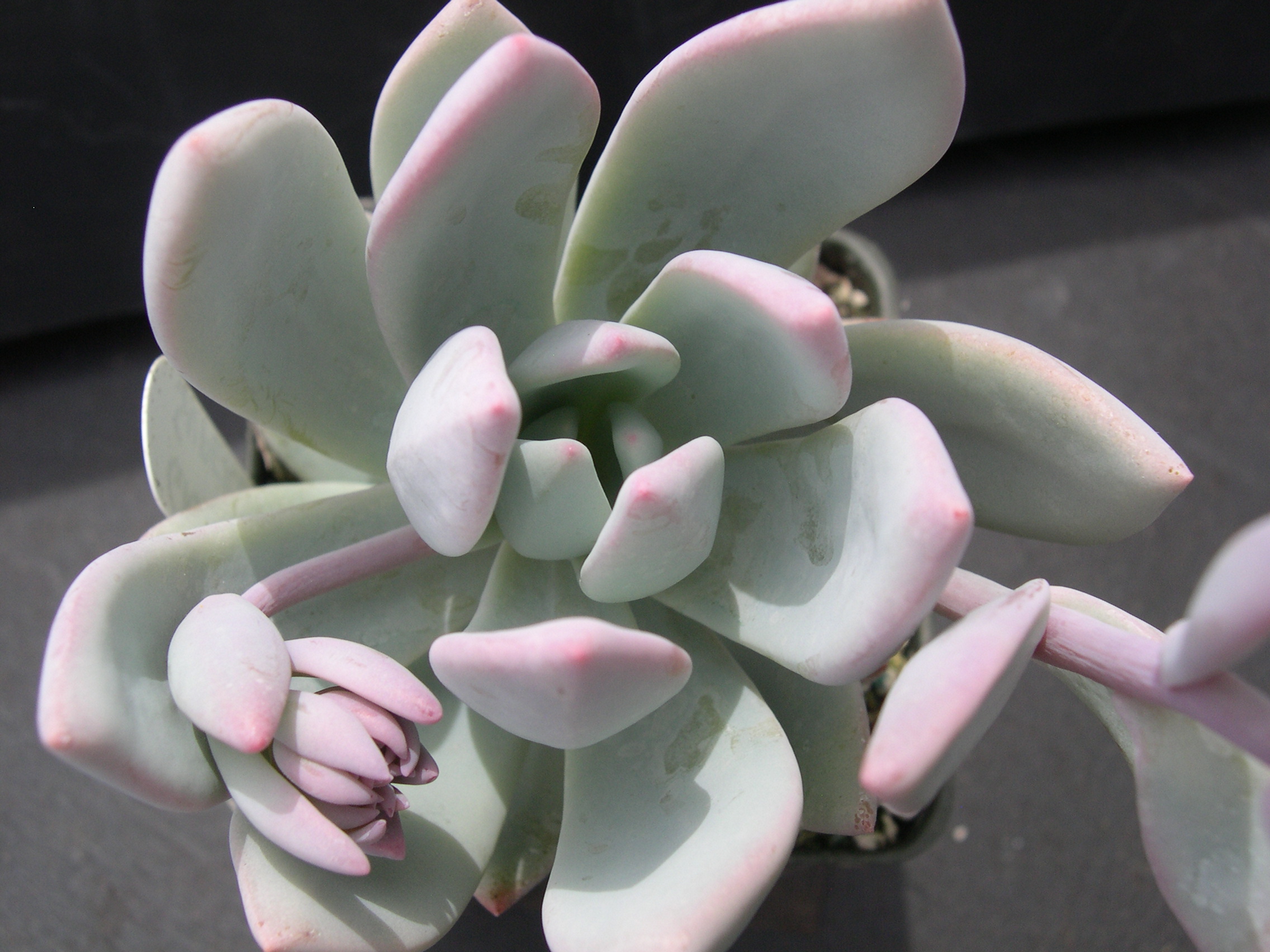 Graptopetalum hybrid 1.jpg