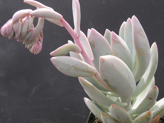 Graptopetalum hybrid 2.jpg