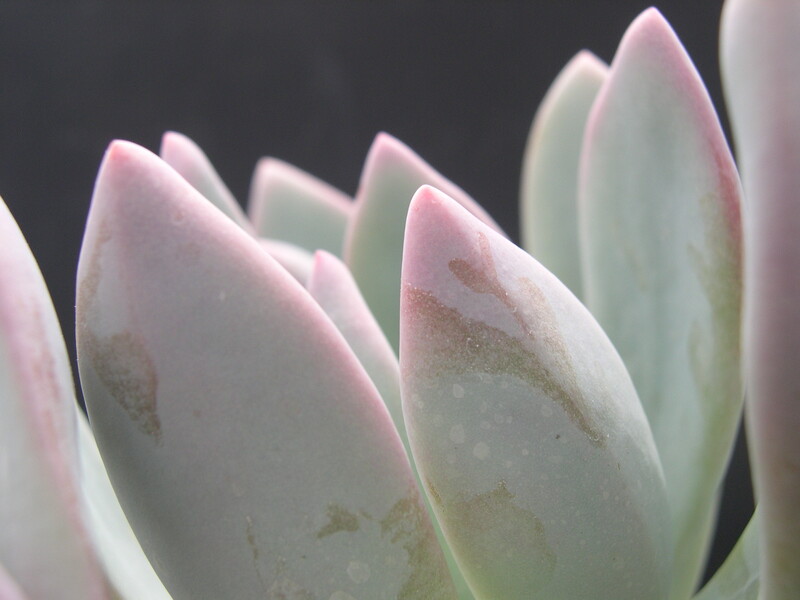 Graptopetalum hybrid 3.jpg