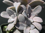 Graptopetalum superbum 1.jpg