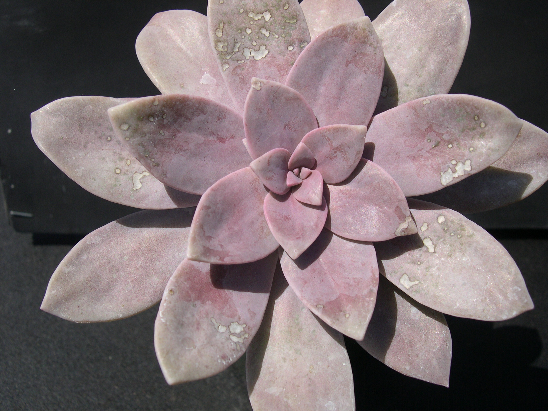 Graptopetalum superbum 2.jpg