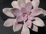 Graptopetalum superbum 2.jpg