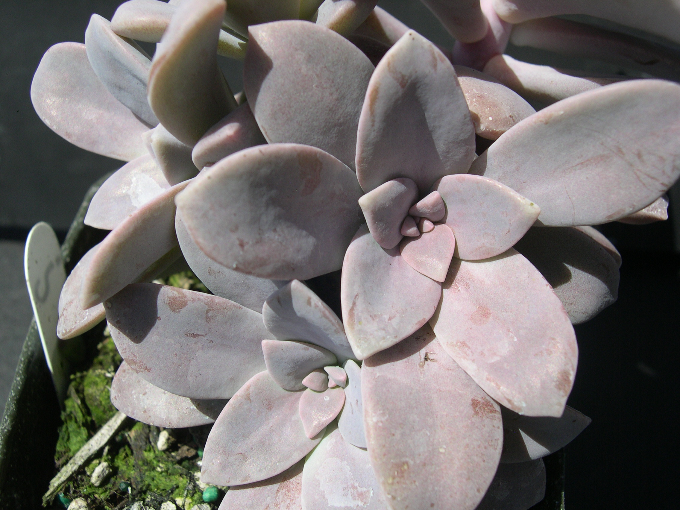 Graptopetalum superbum 3.jpg