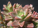 Graptosedum 'Vera Higgins' 8.jpg