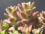 Graptosedum Vera Higgins 9.jpg