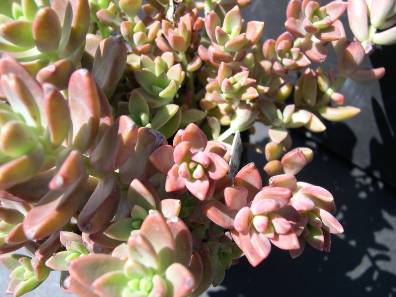 x Graptosedum 'Bronze' (1)