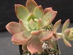 x Graptosedum 'California Sunset' (1)