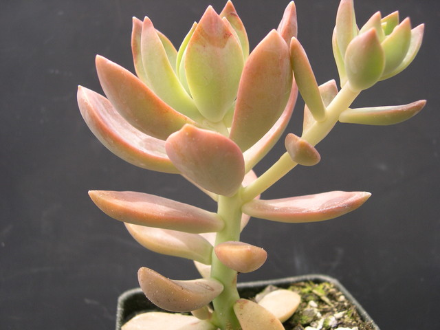 x Graptosedum 'California Sunset' (2)