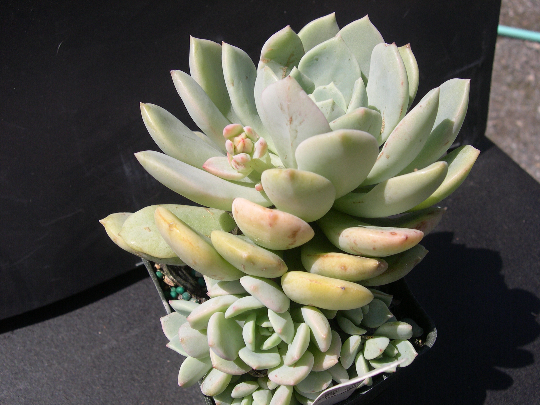 x Graptoveria 'A Grim One' (2)