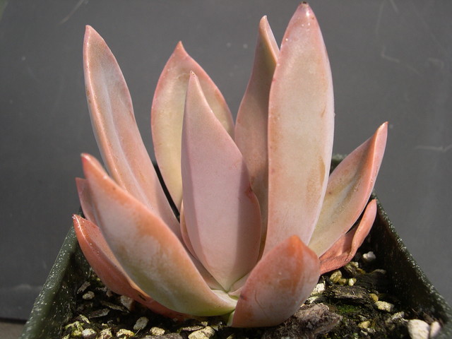 x Graptoveria 'Fred Yves' (1)