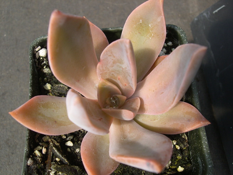 x Graptoveria 'Fred Yves' (2)