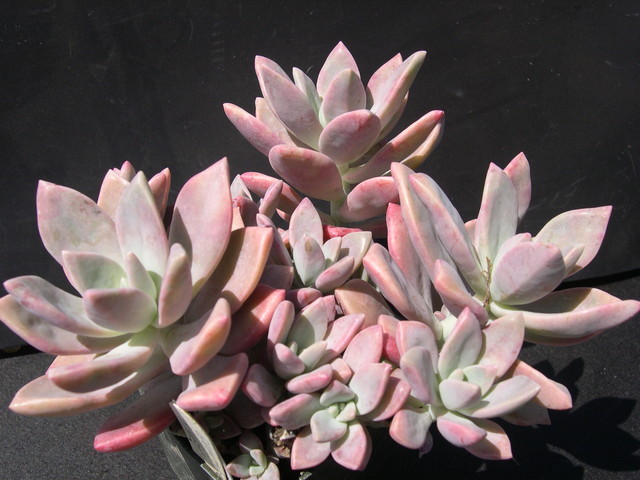 Graptopetalum 'Frank Reinelt' (1)