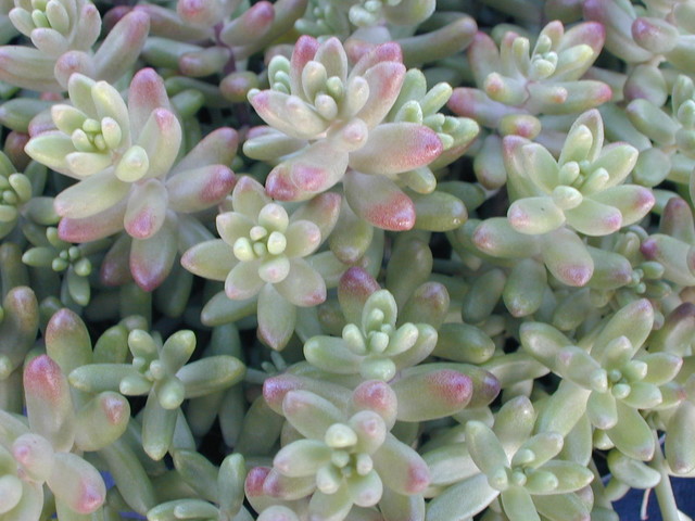 Sedum album from France (2)