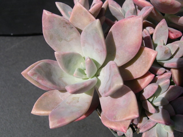 Graptopetalum 'Frank Reinelt' (2)