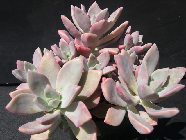 Graptopetalum 'Frank Reinelt' (3)