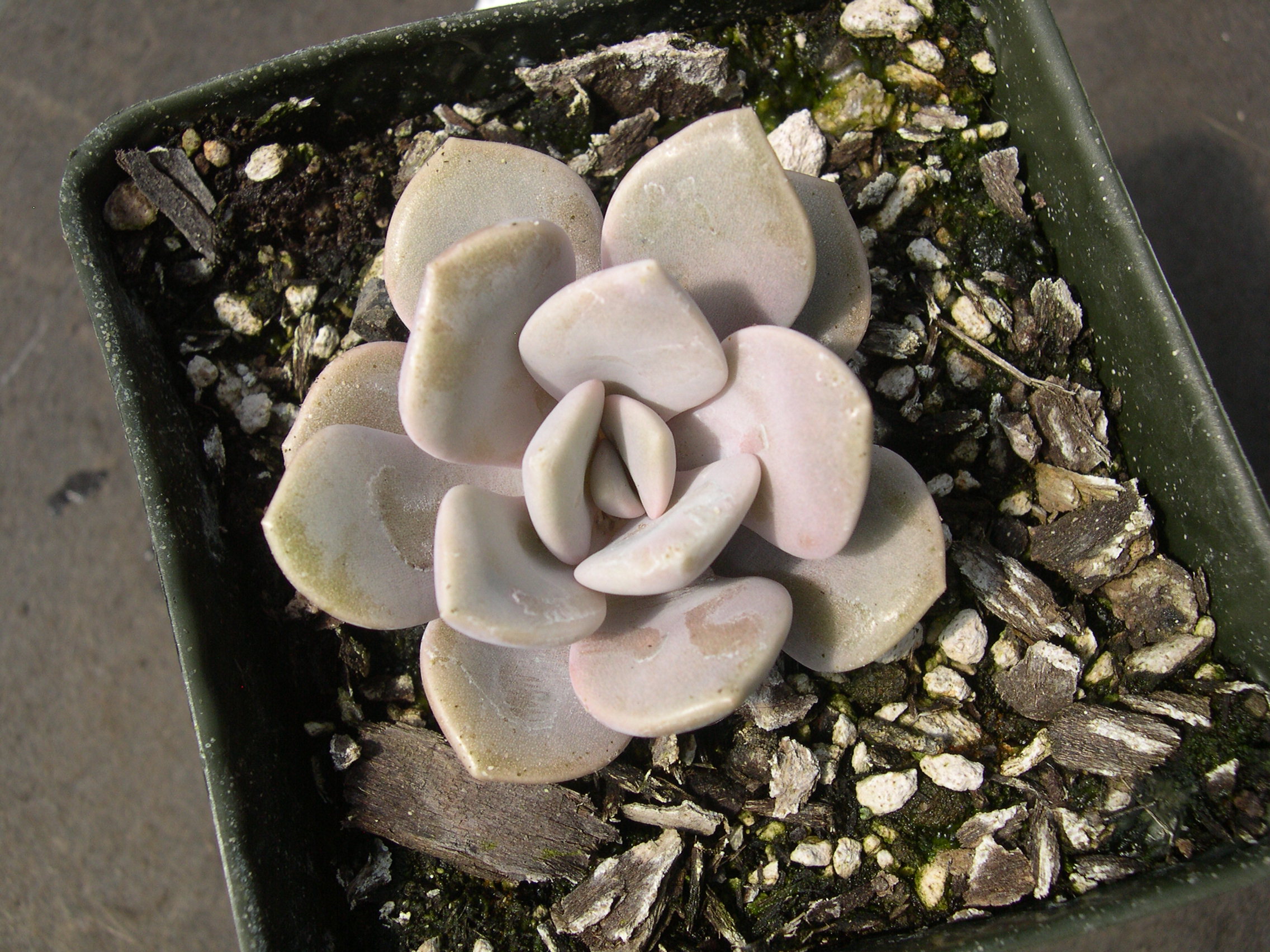 x Graptoveria 'Margaret Rose' (1)