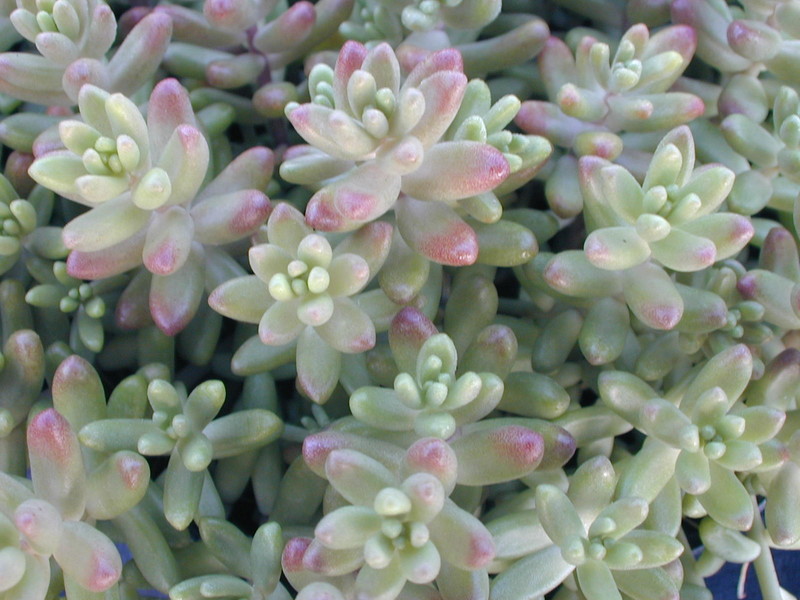 Sedum album from France (2)