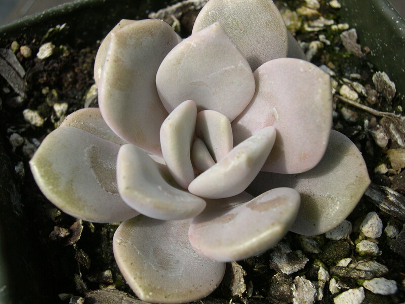 x Graptoveria 'Margaret Rose' (2)