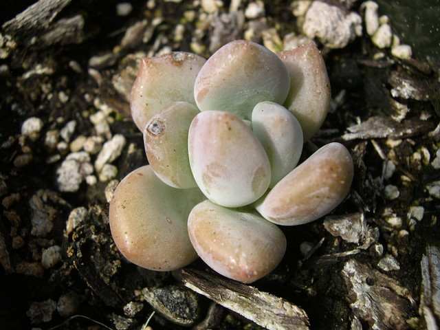 x Graptoveria 'Opalina' (1)