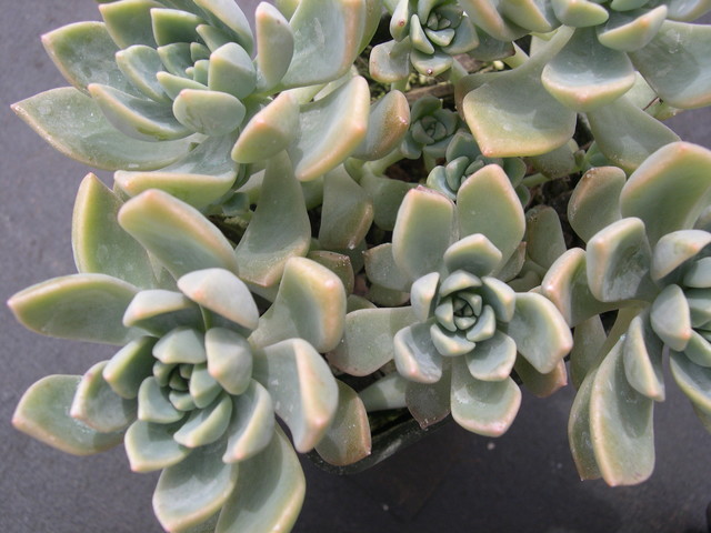 x Graptoveria 'Pik Ruz' (1)