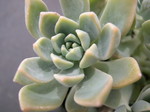 x Graptoveria 'Pik Ruz' (2)