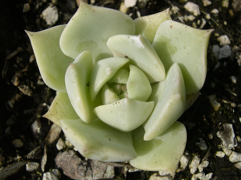 x Graptoveria 'Titubans' (1)