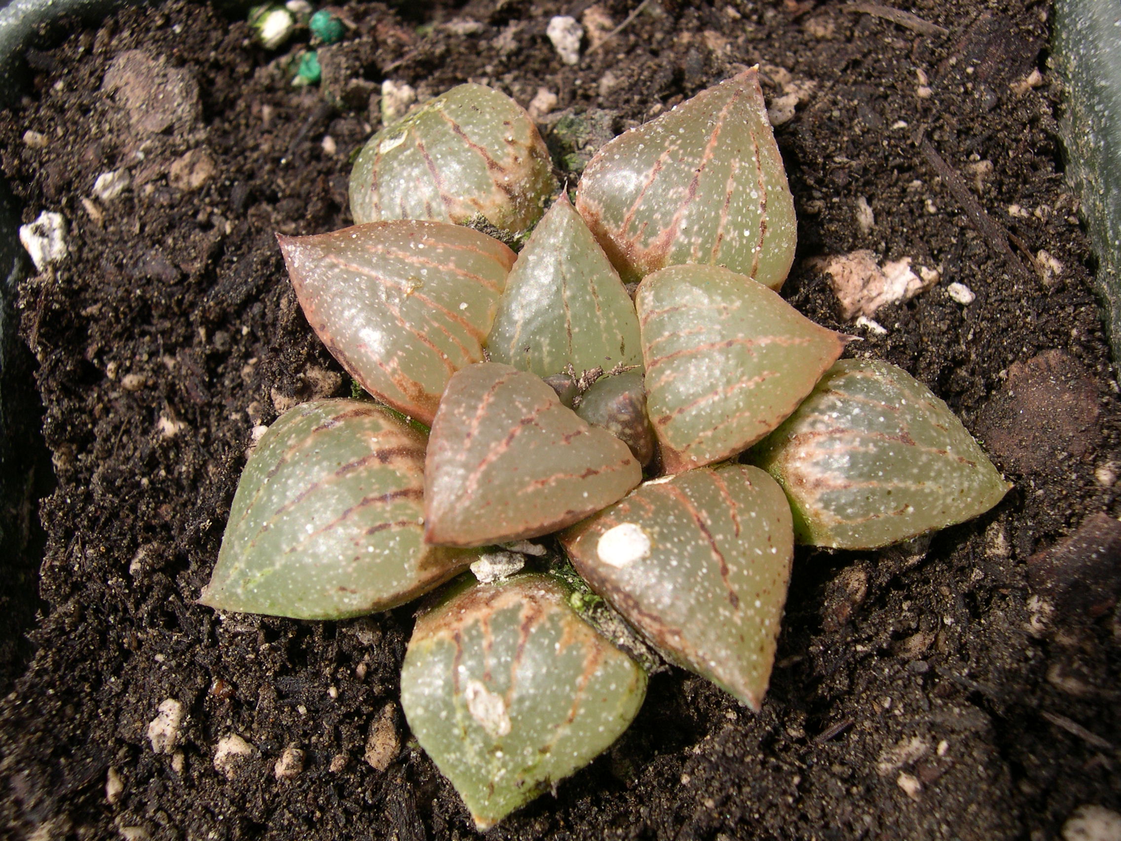 Haworthia emelyae 1.jpg