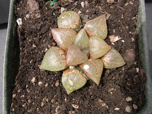 Haworthia emelyae 2.jpg