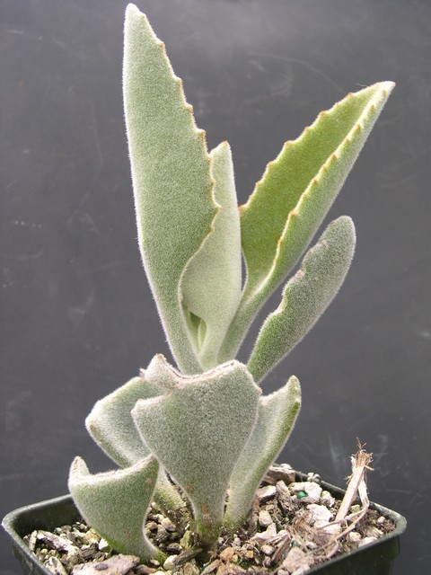 Kalanchoe beharensis 1.jpg