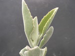 Kalanchoe beharensis 2.jpg