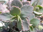 Kalanchoe fedtschenkoi purple 1.jpg