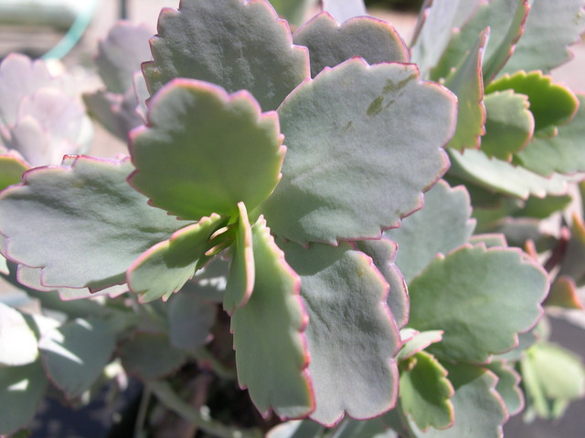 Kalanchoe fedtschenkoi purple 1.jpg