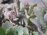 Kalanchoe fedtschenkoi purple 2.jpg