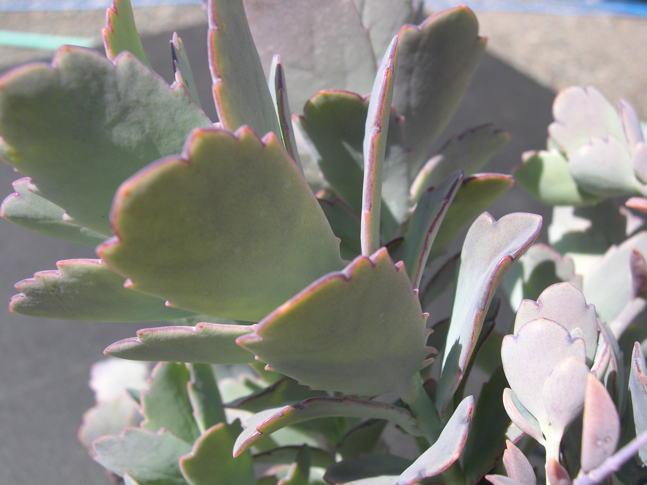 Kalanchoe fedtschenkoi purple 3.jpg