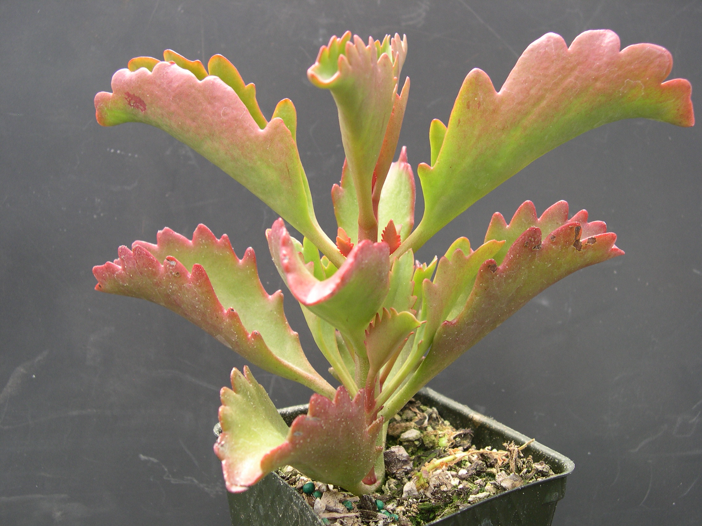 Kalanchoe longifolium 1.jpg