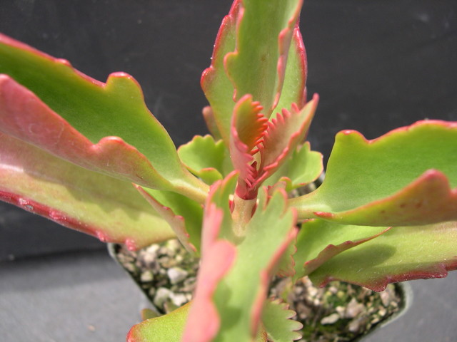 Kalanchoe longifolium 2.jpg