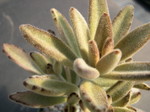 Kalanchoe tomentosa Chocolate Soldier 1.jpg