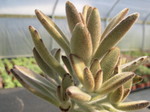 Kalanchoe tomentosa Chocolate Soldier 2.jpg