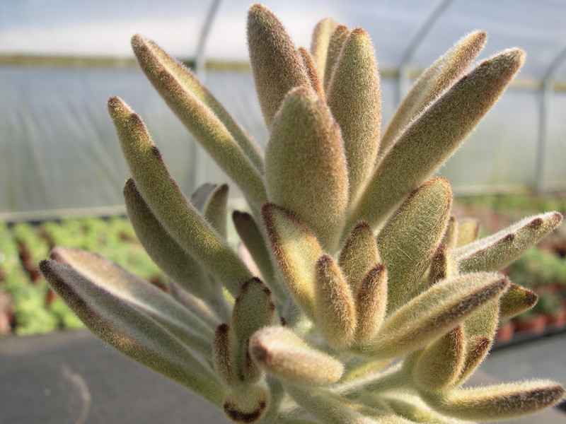 Kalanchoe tomentosa Chocolate Soldier 2.jpg