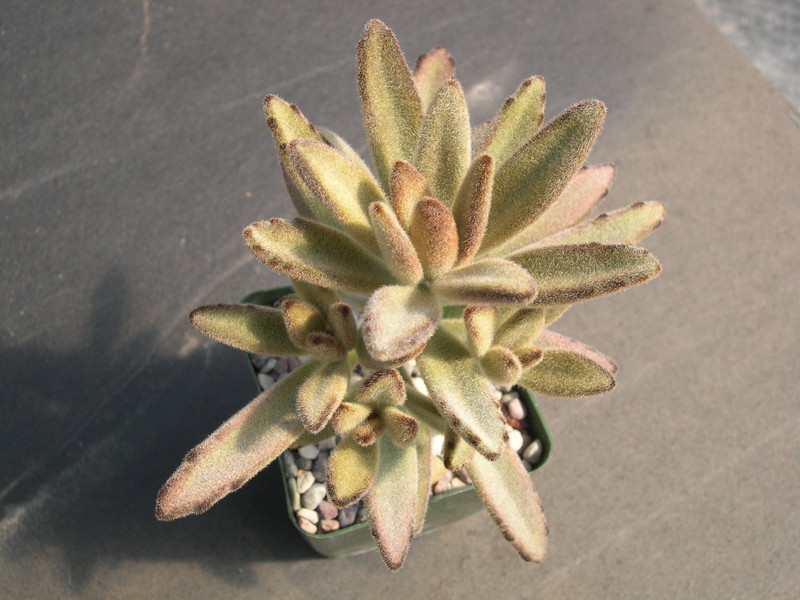 Kalanchoe tomentosa Chocolate Soldier 3.jpg