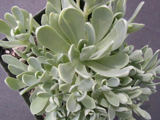 Orostachys Eds Hybrid 1.jpg