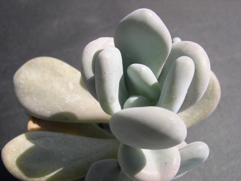 Pachyphytum oviferum 1.jpg