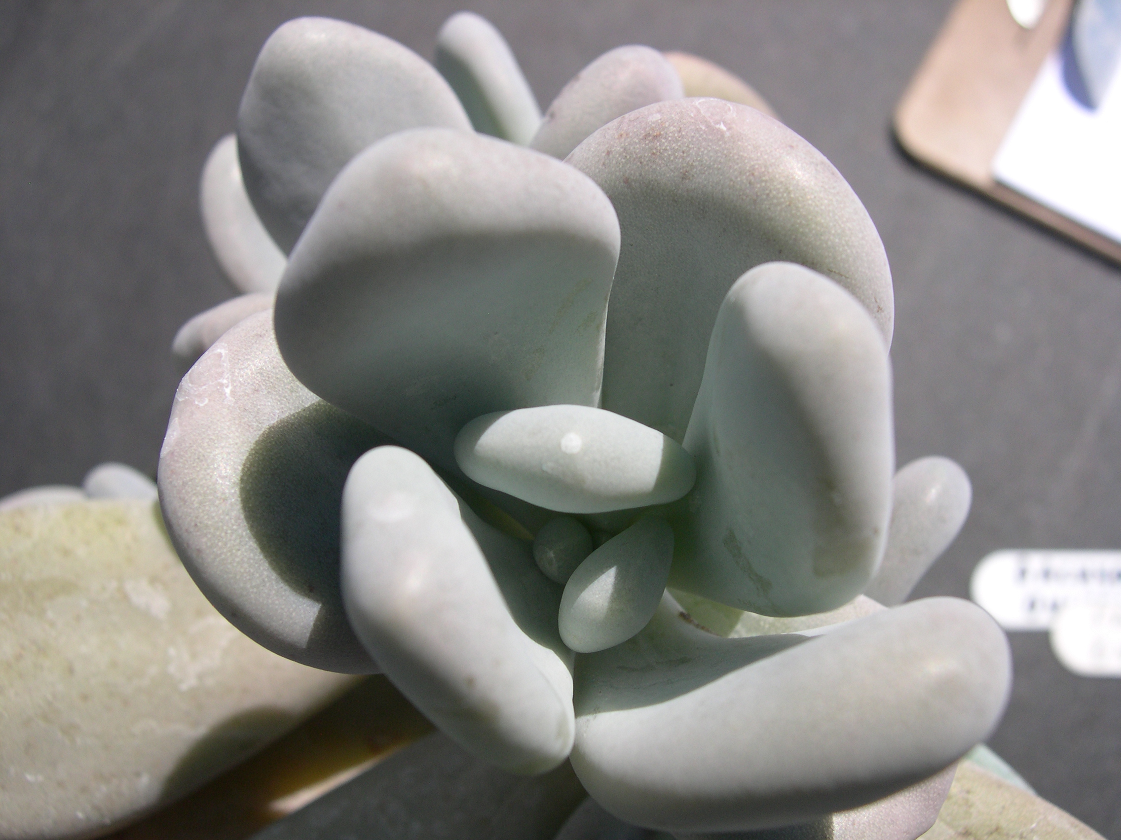 Pachyphytum oviferum 2.jpg