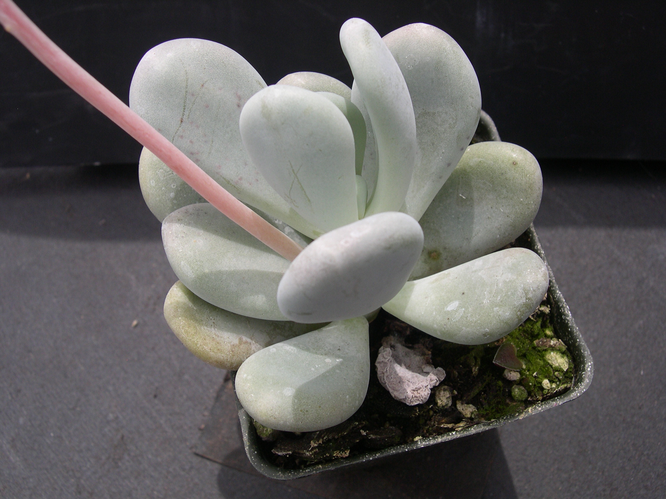 Pachyphytum oviferum 3.jpg